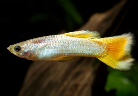 Гуппи берлинский желтохвостый (Guppy German Yellow Tail)