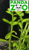 Bacopa monnieri 'Compact’ - Бакопа компакт  L306