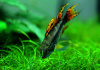 Цихлида Апистограмма Какаду (apistogramma-cacatuoides)