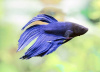 Петушок Вуалехвостый Синий самец (Betta-male-Veiltail-Blue)