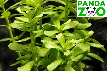 Bacopa monnieri 'Dentate'- Бакпа монниери зубчатая L257