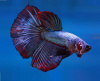 Петушок Супер Дельта неоновый дракон самец (Betta male Super Delta neon)
