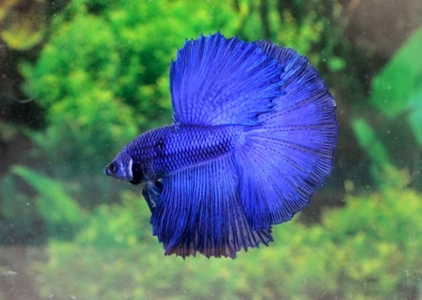 Петушок Халф Мун черно-синий призрак самец (betta splendens halfmoon black blue ghost)