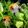 Скалярия Кои (pterophyllum koi)