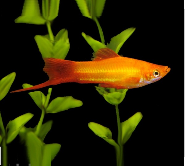 Меченосец Золотая комета (Xiphophorus helleri Golden)