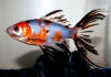 Золотая рыбка Шубункин ситцевый( Goldfish Shubunkin calico)