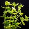 Bacopa caroliniana- Бакопа каролиниана L022