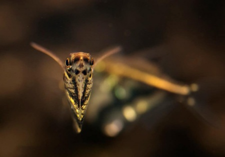 Карнегиелла мраморная (Carnegiella strigata)