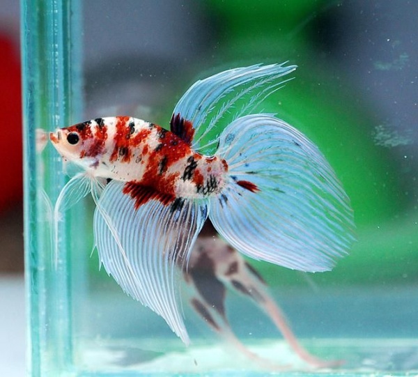 Петушок Вуалехвостый кои самец (Betta-male-Veiltail-coi-)