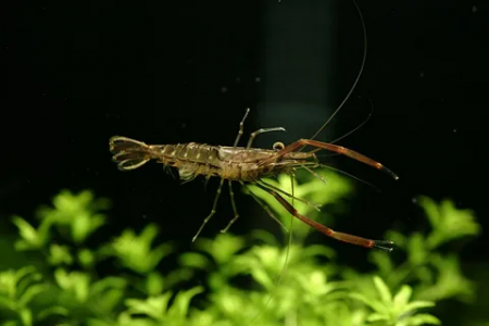 Креветка Макробрахиум (Macrobrachium) Кольцерукая креветка