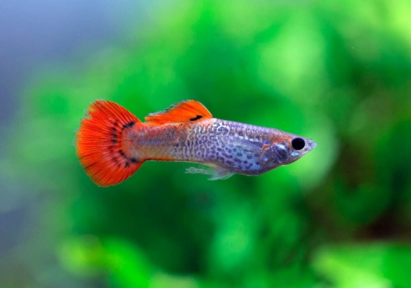 Гуппи красная кобра (Guppy Cobra red)