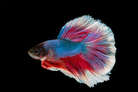 Петушок Халф Мун двухвостый Фанси самец (Betta splendens Halfmoon fancy)