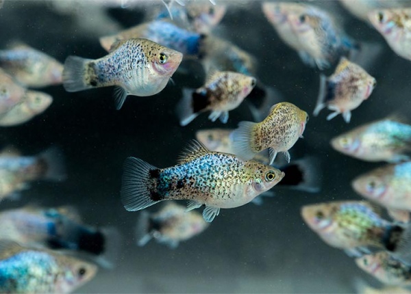 Пецилия голубая ситцевая (Xiphophorus maculatus Blue Calico Platy)
