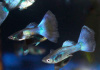 Гуппи синий московский (Guppy Moscow Blue)