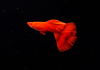 Гуппи полностью красный альбинос (Guppy Full Red albino)