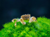 КРАБ ПОМПОН  водный (PTYCHOGNATHUS BARBATUS)
