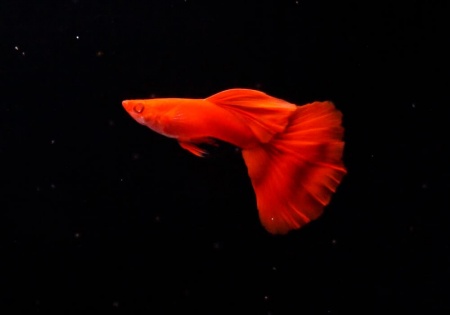 Гуппи полностью красный альбинос (Guppy Full Red albino)