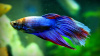 Петушок Вуалехвостый дракон биколор красно-синий самец (Betta-Dragon-Veil-Tail-Bicolor-Red-Blue)