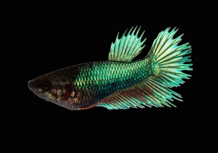 Петушок Коронохвостый зеленый самец (Betta-splendens-crown-tail-green)