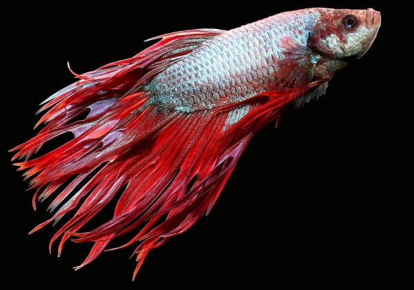 Петушок Коронохвостый розовый самец (Betta-crown-tail-pink)