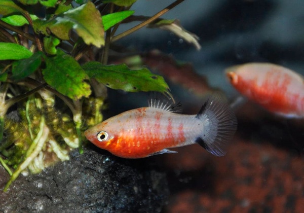 Пецилия красное сердце (Xiphophorus maculatus Bleeding Heart Platy)