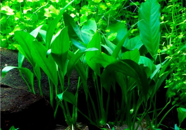 Анубиас копьевидный (Anubias lanceolata)