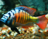 Цихлида Хаплохромис Брауна (Haplochromis brownae) 4-5см
