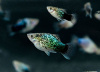 Пецилия голубая ситцевая (Xiphophorus maculatus Blue Calico Platy)