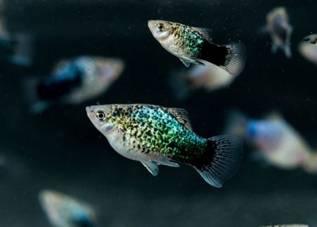 Пецилия голубая ситцевая (Xiphophorus maculatus Blue Calico Platy)