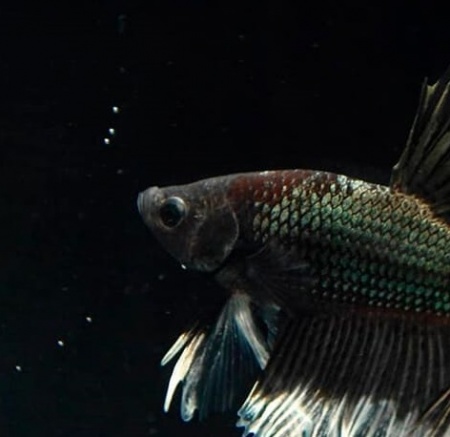 Петушок Халф Мун черный дракон бабочка самец (Betta splendens Halfmoon black dragon Butterfly)