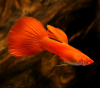 Гуппи полностью красный альбинос (Guppy Full Red albino)