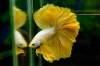 Петушок Халф Мун золотой самец( Betta male Halfmoon gold)