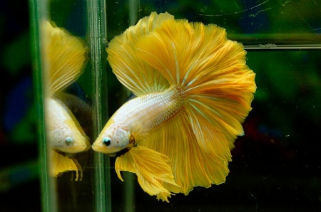 Петушок Халф Мун золотой самец( Betta male Halfmoon gold)