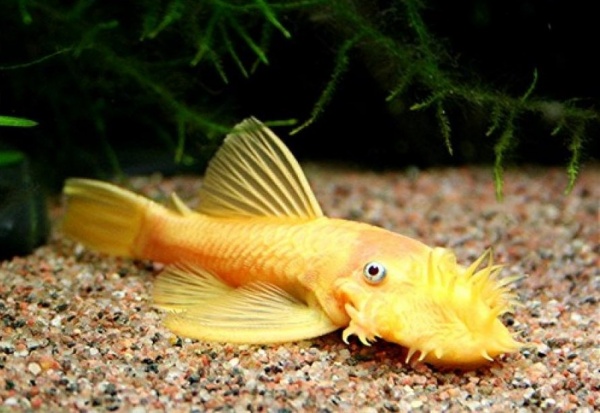 Анциструс золотой - (Ancistrus dolichopterus gold) сом - присоска.3,5-4 см