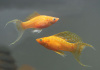 Моллинезия оранжевая лирохвостая (Poecilia sphenops orange Lyretail Molly)