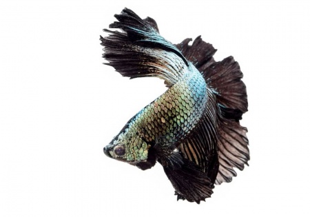 Петушок Халф Мун медный самец (Betta male Halfmoon Copper)