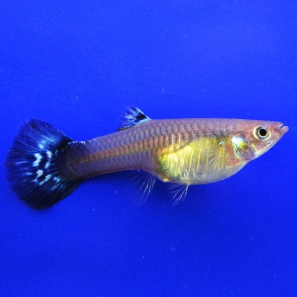 Гуппи самка обыкновенная  (Poecilia reticulata )