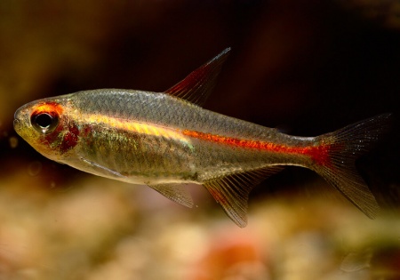 Тетра светлячок Эритрозонус (Hemigrammus Erythrosonus)