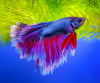 Петушок Супер Дельта красно-фиолетовый самец (Betta Super Delta betta-red-violet-suite-)