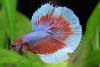 Петушок Супер Дельта красно белый самец (Betta male Super Delta-red-white)