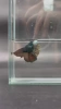 Петушок Халф Мун Самка (курочка) Черный Метал (Betta splendens halfmoon FEMALE)