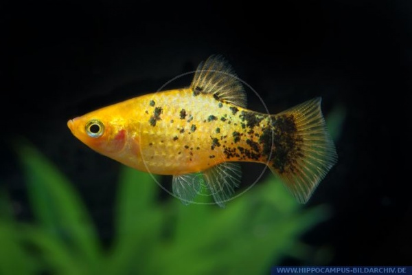 Пецилия золотой ситец (Xiphophorus maculatus gold calico Platy)