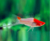 Меченосец Кохаку (Xiphophorus helleri Koi Kohaku) Санта Клаус