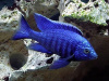 Цихлида Копадихромис Азуреус (Copadichromis azureus)