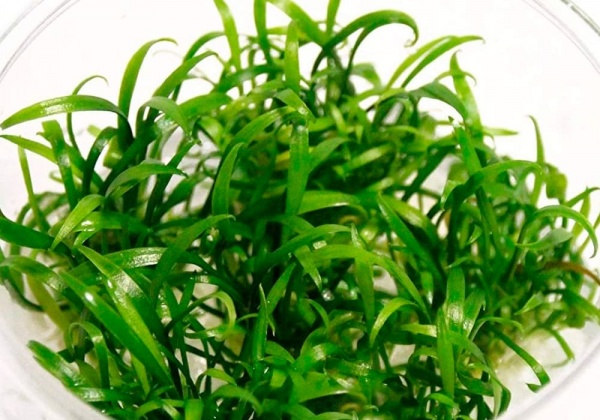 Криптокорина парва или Криптокорина карликовая (Cryptocoryne parva)