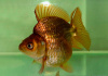 Риукин коричневый (Goldfish Ryukin brown)