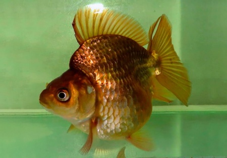 Риукин коричневый (Goldfish Ryukin brown)