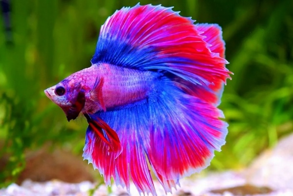 Петушок Халф Мун двухвостый биколор розово-фиолетовый самец (betta two-tailed bicolor pink-purple)
