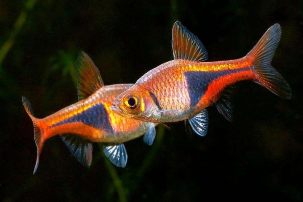 Расбора Клинопятнистая (Trigonostigma Heteromorpha)