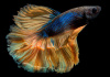 Петушок Халф Мун горчичный газ самец (Betta splendens Halfmoon Mustard Gas)